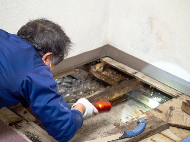 Home Mold Removal in Weimar, TX