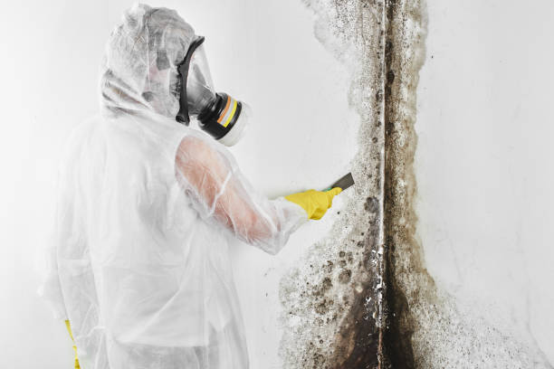 Best Home Mold Removal  in Weimar, TX