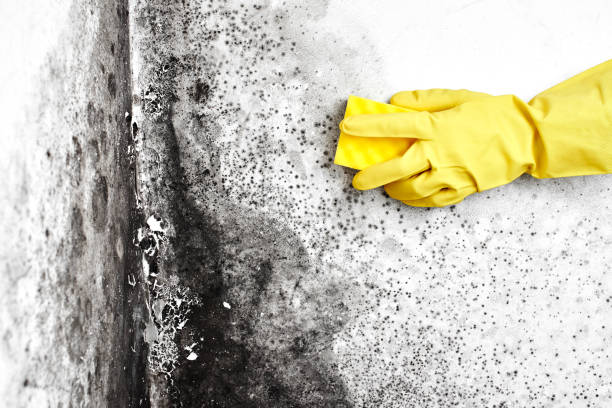 Mold Removal and Inspection in Weimar, TX