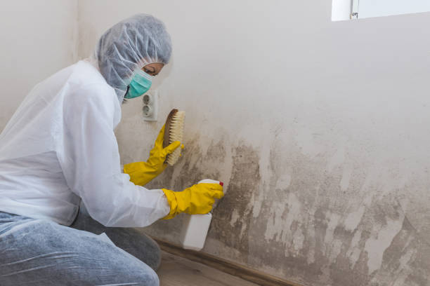 Mold Removal and Inspection in Weimar, TX