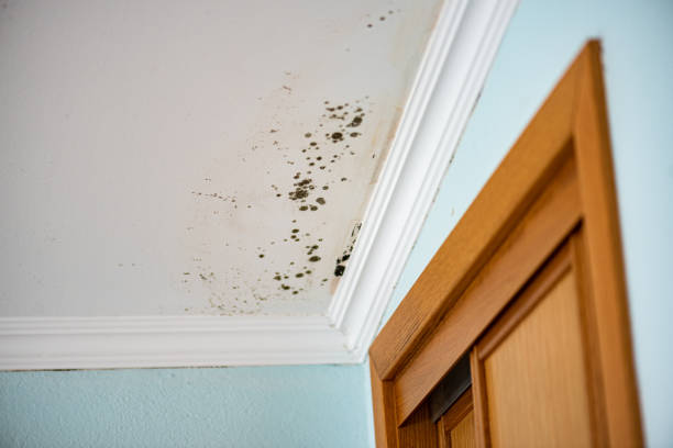 Best Professional Mold Removal  in Weimar, TX