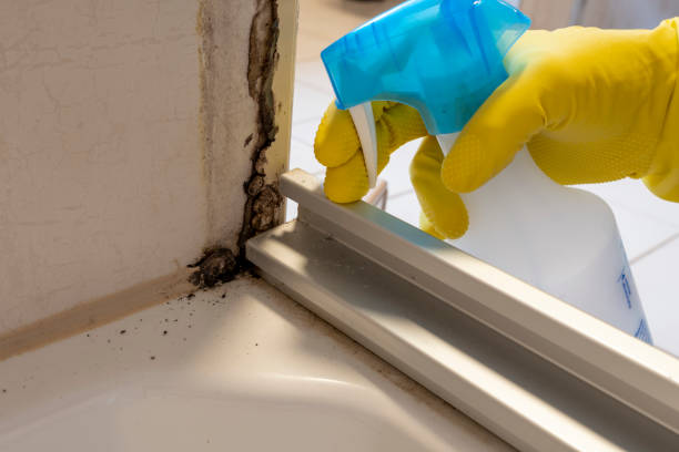 Attic Mold Removal in Weimar, TX