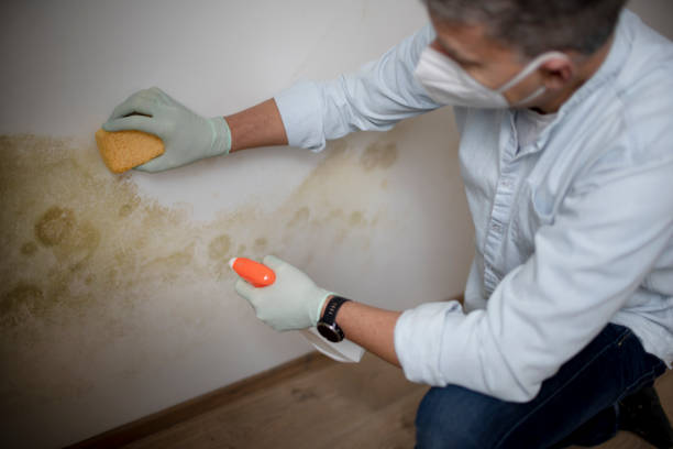 Best Toxic Mold Removal  in Weimar, TX