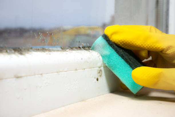 Best Same-Day Mold Removal  in Weimar, TX