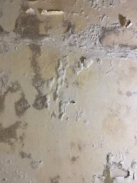 Best Same-Day Mold Removal  in Weimar, TX