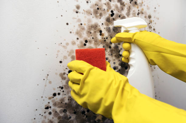Best Mold Damage Repair  in Weimar, TX