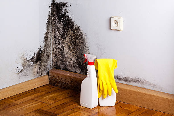 Best Black Mold Removal  in Weimar, TX