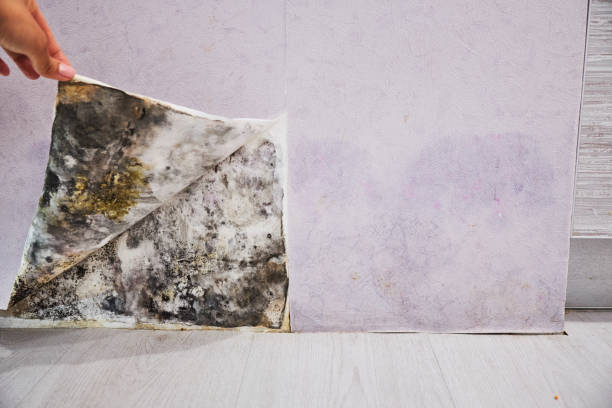Best Local Mold Removal Service  in Weimar, TX